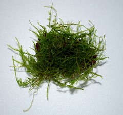 Moss is laid over the lava rock.