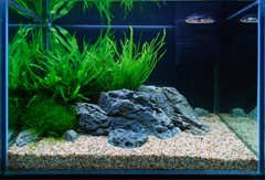 The first moss-covered rock is placed in the aquarium.