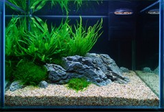 More moss is arranged along the foreground.