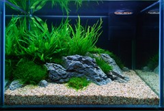 The planted aquarium with its open sandy foreground.