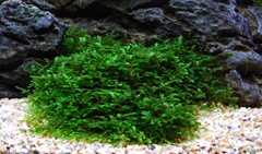 A close-up of the moss beside the rocks.