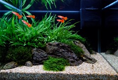 The established fern and moss aquarium.