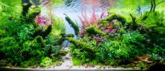The established aquarium, with planting around the rock and wood structure.