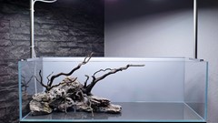 Branches are added to extend the composition.