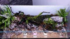 Plants are positioned around the hardscape.
