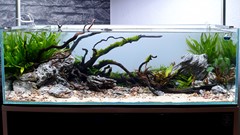 The aquarium after filling, with open space between the planted areas.