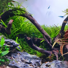 A close-up of moss along a branch.