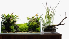 The open-topped aquarium shown beside a separate planted display.