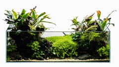 The finished arrangement, with planting above and below the waterline.