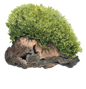 Tropica Pot- Monosolenium tenerum
