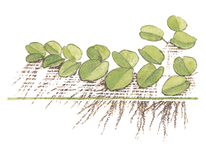 Tropica Pot- Salvinia Minima