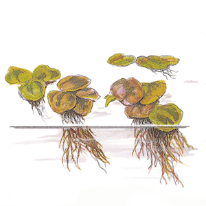 Tropica Pot- Phyllanthus fluitans