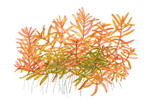 Tropica Pot Rotala Rotundifolia H'RA