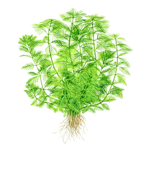 Tropica Pot - Myriophyllum mattogrossense