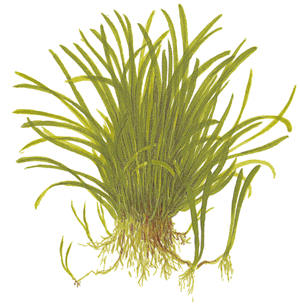 Tropica Pot - Lilaeopsis brasiliensis