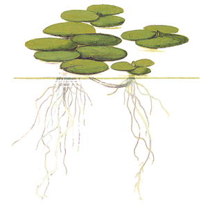 Tropica Pot - Limnobium laevigatum