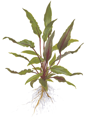 Tropica Potted Plant - Cryptocoryne beckettii 'Petchii'