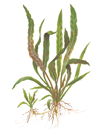 Tropica Pot- Cryptocoryne albida 'Brown'
