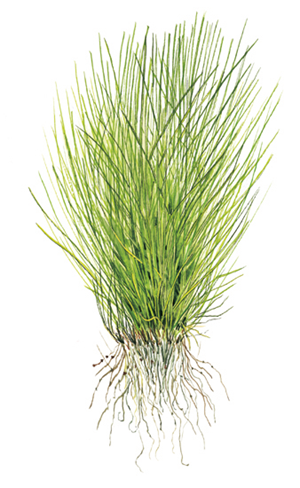Tropica Pot- Eleocharis acicularis