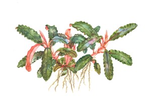 Bucephalandra sp. 'Red' - Tropica Aquarium Plants