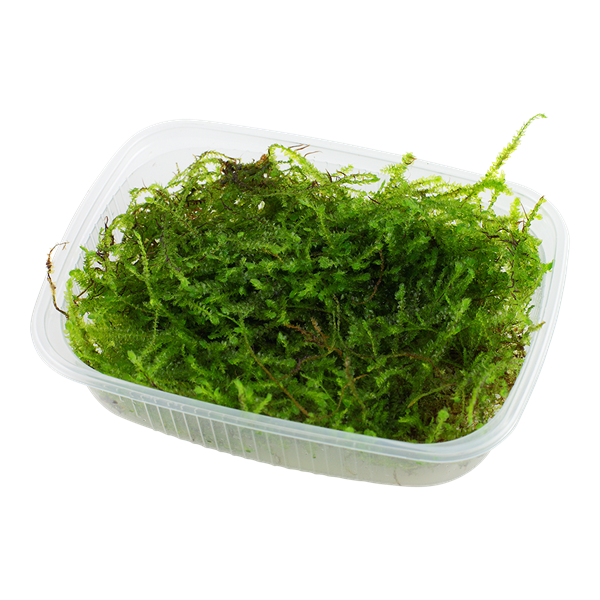 Java Moss