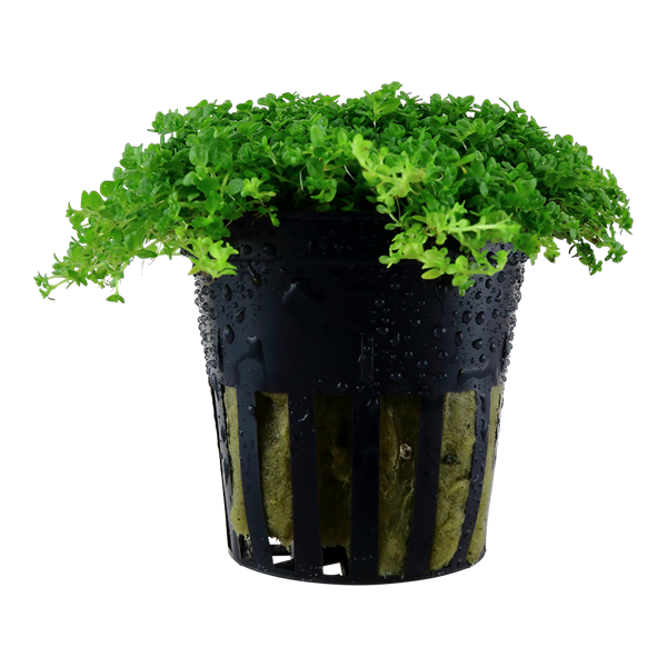 Dwarf Baby Tears (HC Cuba)