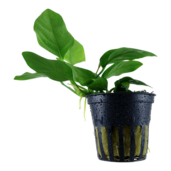 Anubias Nana