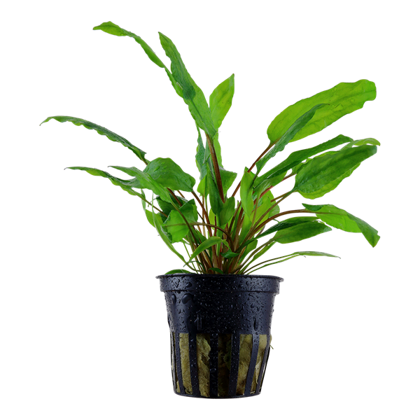 Cryptocoryne wendtii