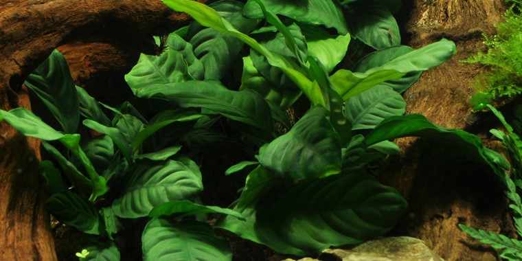 Risultati immagini per anubias barteri coffeefolia