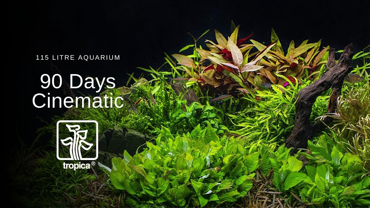 Erfolg mit Ihrem Aquarium Tropica Aquarium Plants