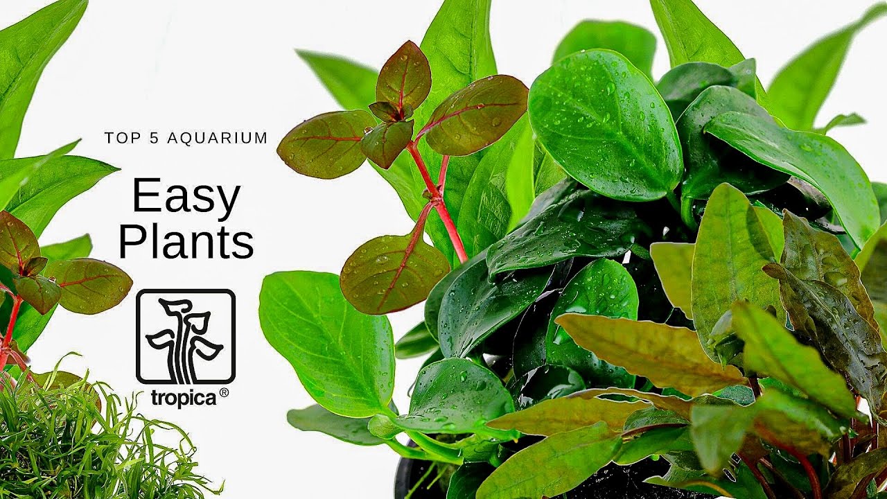 NEW! TOP 5 Easy Plants