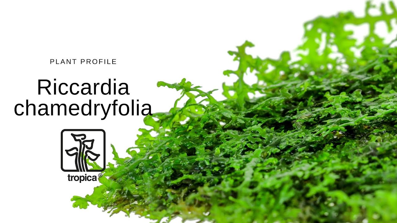 Plant profile - Riccardia chamedryfolia