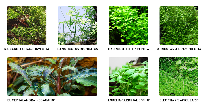 1 2 GROW