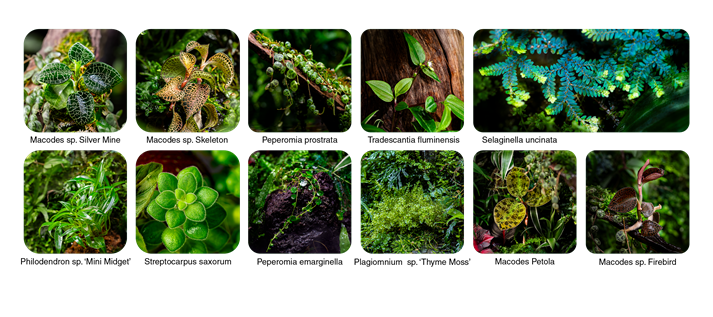 Terra Plants